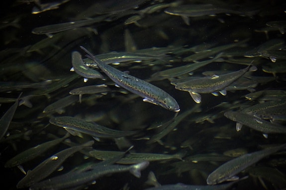 Bilde 2 av 2 i jobbannonse-galleriet