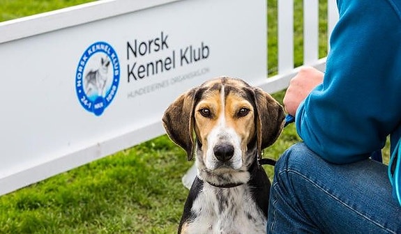 Bilde 1 av 1 i jobbannonse-galleriet