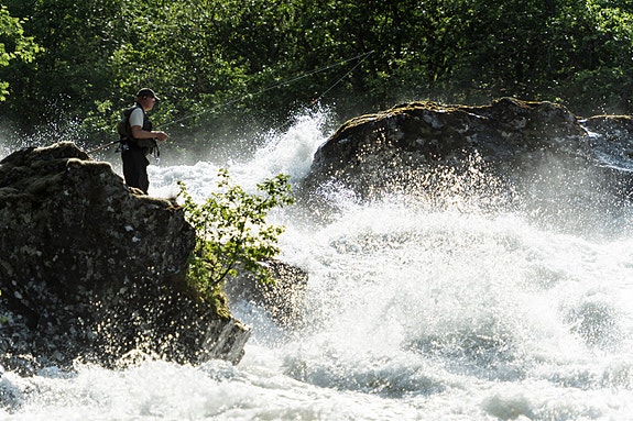 Villaksen trenger nye miljøkrav til oppdrettsindustrien for å komme levende tilbake fra sjøen for å gyte i sin elv  - foto: Hans Kristian Krogh-Hanssen
