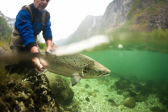 For mer liv i elva!  En villaks har kommet levende tilbake fra havet, og slippes fri for å gyte og sikre nye laksegenerasjoner - foto: Hans Kristian Krogh-Hanssen