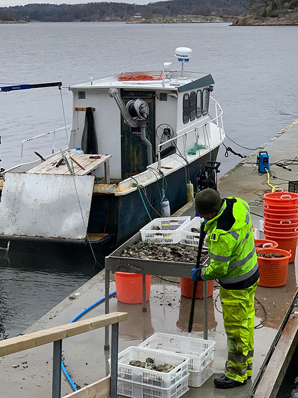 Cleaning of harvested oysters