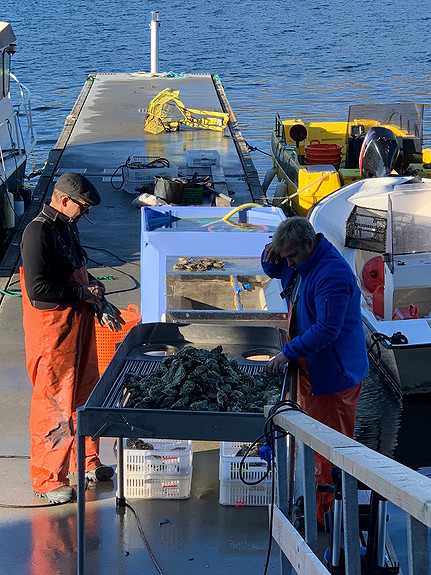 Cleaning of harvested oysters