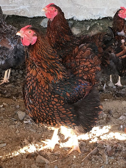 Product image 8 of 10