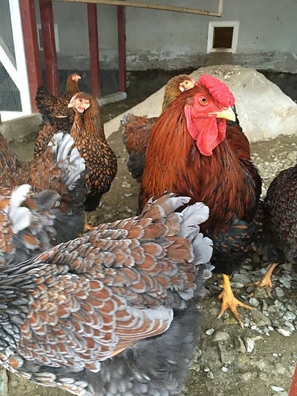 Product image 6 of 10