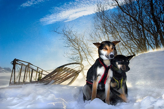 Our dogs