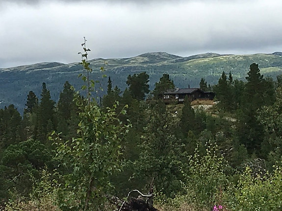 Skog og fjell