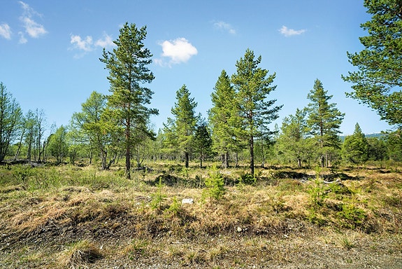 Midterste tomt0206_4.jpg