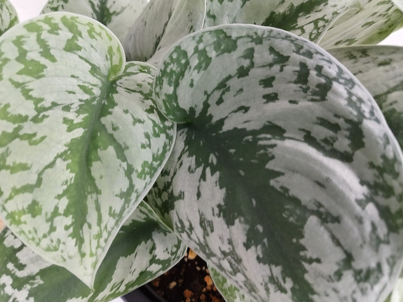 Scindapsus Pictus 'Exotica' Pothos – Bumble Plants