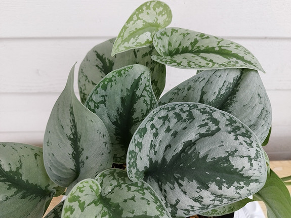 Scindapsus Pictus 'Exotica' Pothos – Bumble Plants