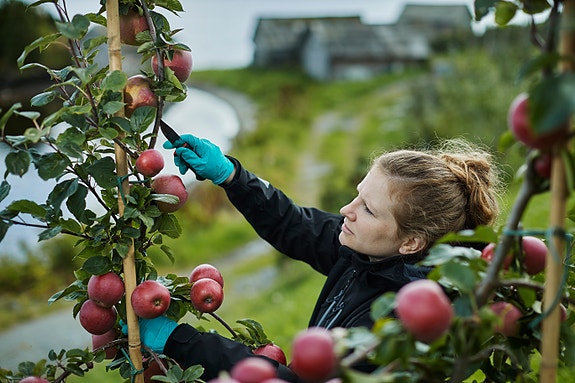 Bedriftens profilbilde
