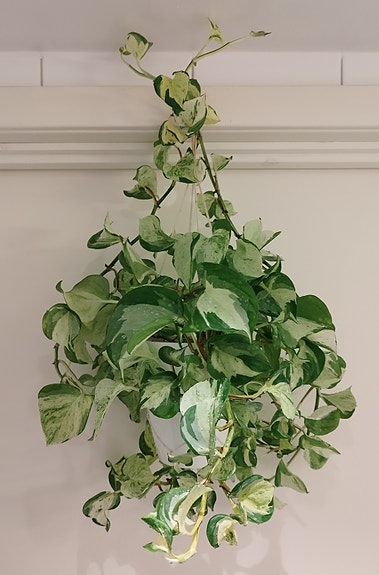 Product image 1 of 10