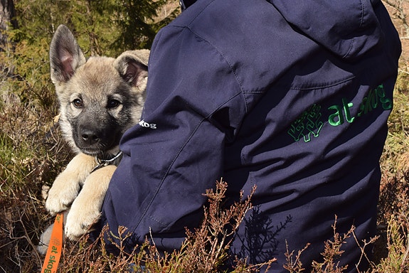 Bilde 2 av 3 i jobbannonse-galleriet