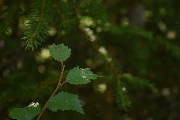 Bilde 1 av 3 i jobbannonse-galleriet