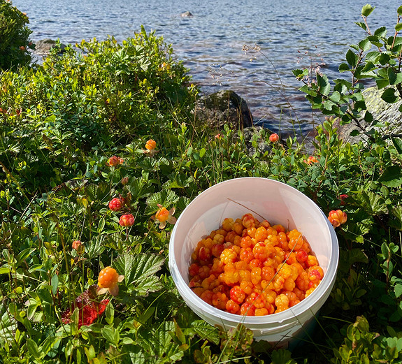Moltehaust i Brokke