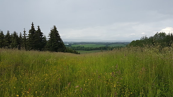 Sanderud frøplantasje