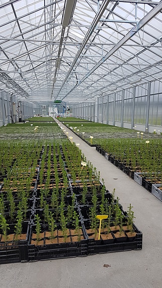 Planteproduksjon, Biri