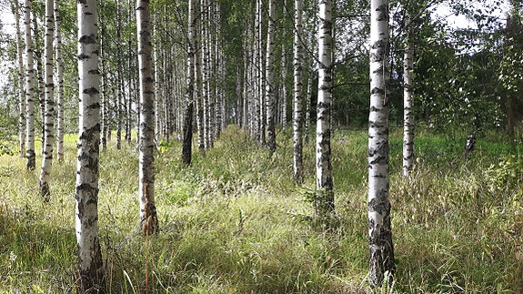 Forsøksfelt for bjørk, Sanderud