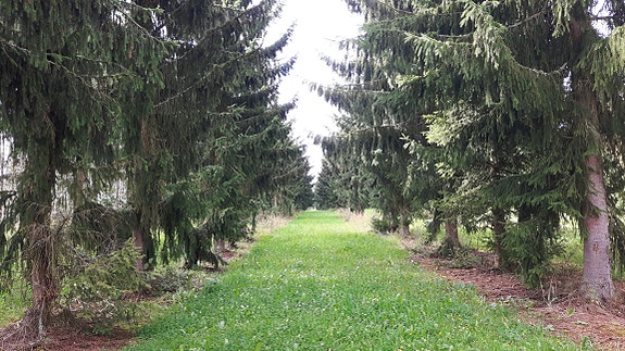 Granplantasje,  Sanderud