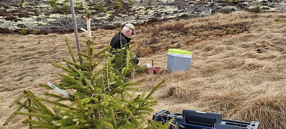 Utplanting av podninger i frøplantasjen på Skavhaugen