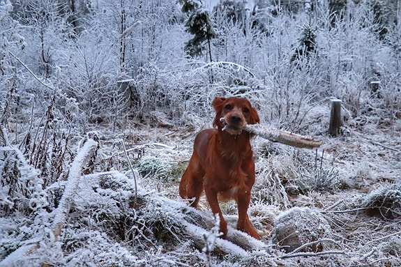 Bilde 4 av 5 i jobbannonse-galleriet