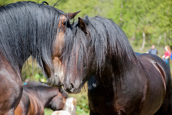 I Sikkelsdalen