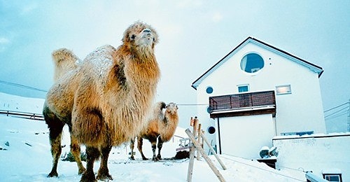 Verdens Nordligste kameler, de får du mulighet til å jobbe med