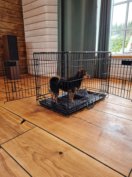 Liten hund i stort bur