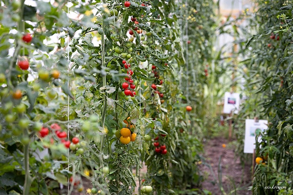 Bilde 4 av 7 i jobbannonse-galleriet