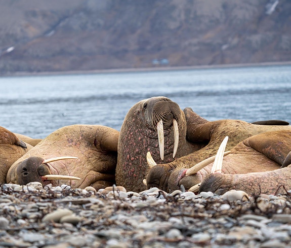 Bilde 1 av 6 i jobbannonse-galleriet