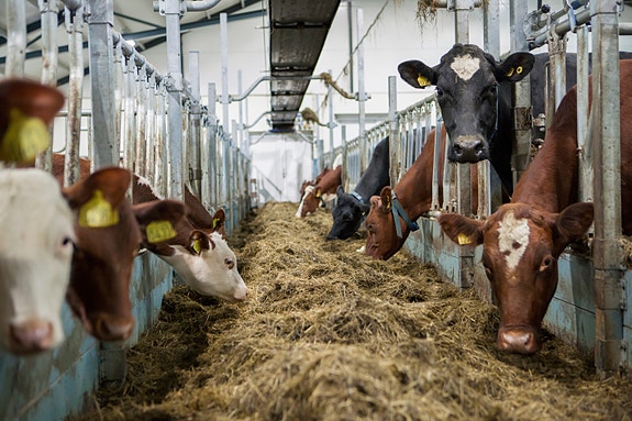 Bilde 2 av 2 i jobbannonse-galleriet