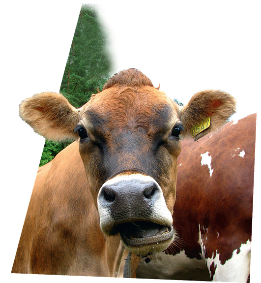 Bilde 2 av 3 i jobbannonse-galleriet