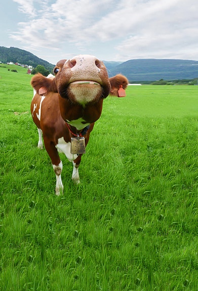 Bilde 1 av 3 i jobbannonse-galleriet