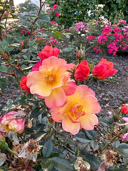 Myskjatunet Rosepark
