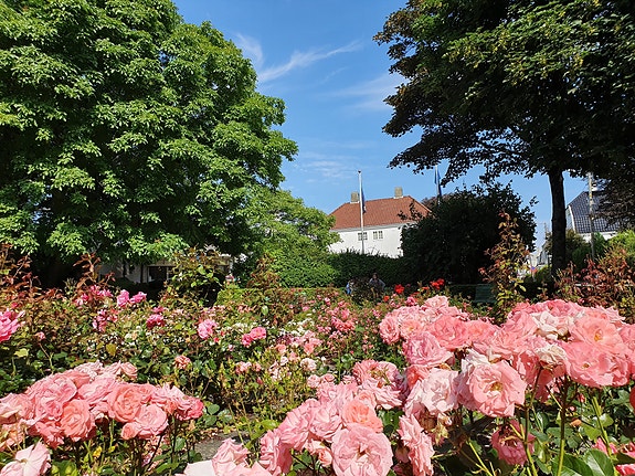 Roseparken