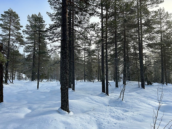 Velkommen til Romestul Søndre! Eiendommen er på totalt 5080,4 daa hvorav ca. 2.500 daa produktiv skog