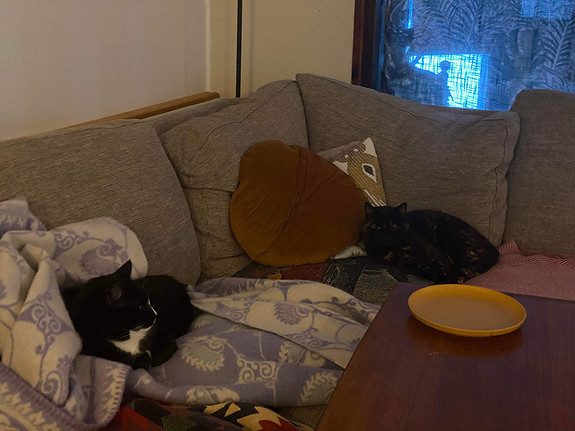NĂ„ taler jeg Ă„ ligge pĂ„ sofaen samen med katten til fosterhjemđ»