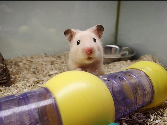 Hamster