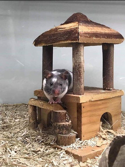 Product image 2 of 10