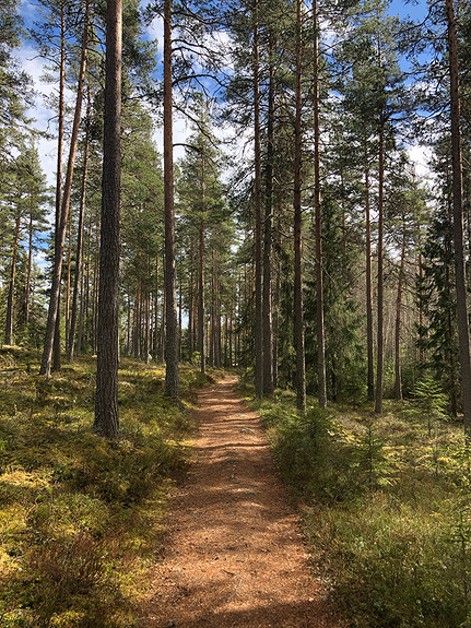 Skog og utmark - vår ressurs