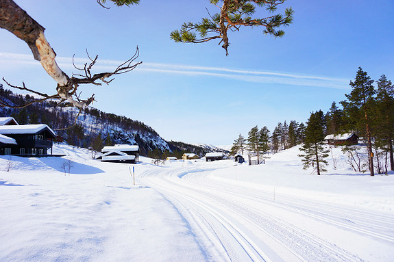 Skiløype gjennom feltet