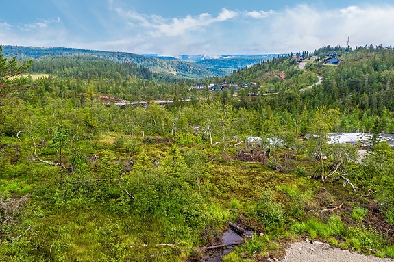 Fjellseterlia - August 2019