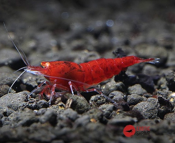 Bilde 4 av 46 i jobbannonse-galleriet