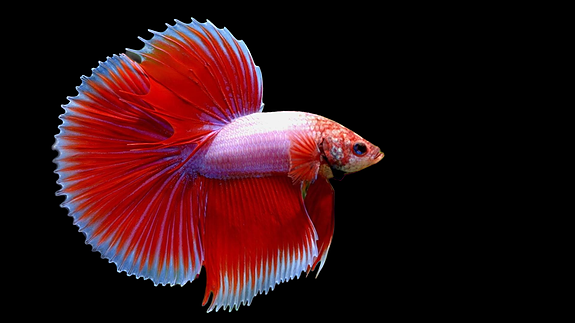 Bilde 34 av 46 i jobbannonse-galleriet