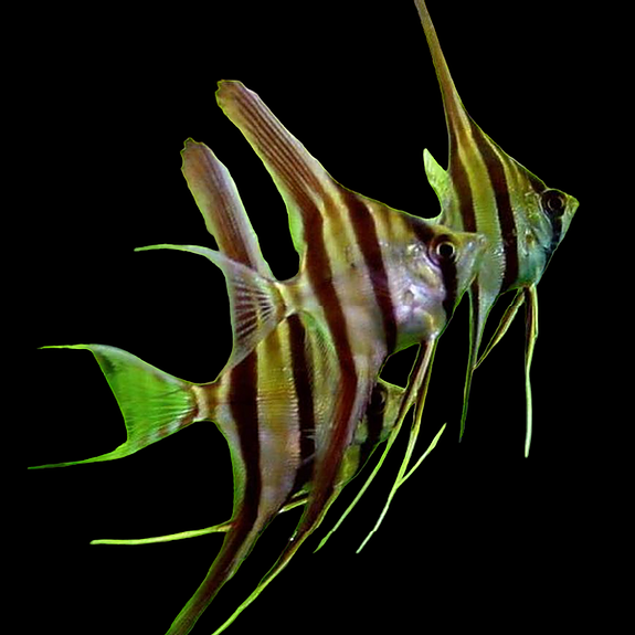 Bilde 43 av 46 i jobbannonse-galleriet