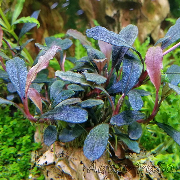 Bilde 16 av 46 i jobbannonse-galleriet