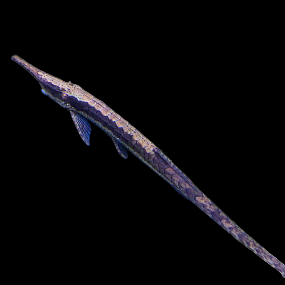 Bilde 36 av 46 i jobbannonse-galleriet