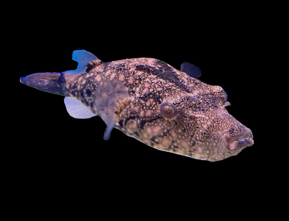 Bilde 41 av 46 i jobbannonse-galleriet