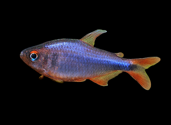 Bilde 30 av 46 i jobbannonse-galleriet