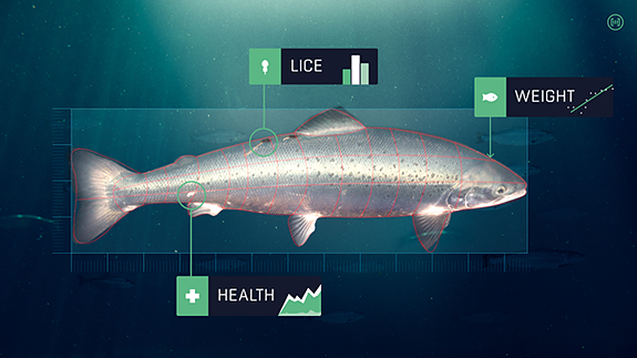 Bilde 2 av 4 i jobbannonse-galleriet