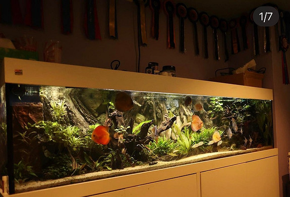 akvarie 500 liter med sump, led lys, fisk og planter | torget
